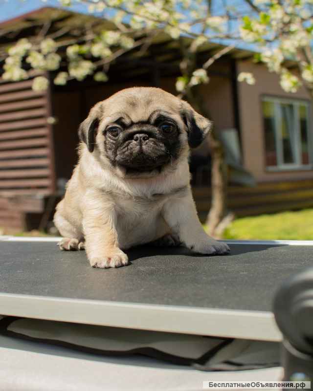 Щенок мопса-Кудряшка Сью