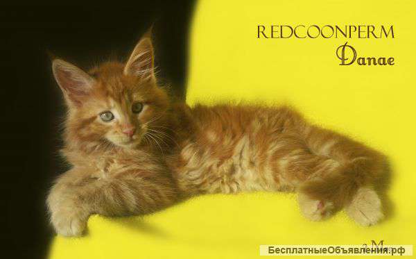 Кошка Мейн Кун. Шоу класс.