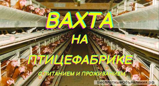 Требуются Рабочие на птицефабрику
