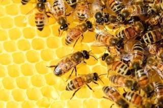 Пчелосемьи, недорого. Продам бджіл недорого.
