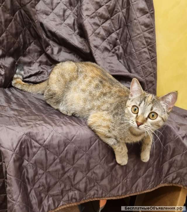 Сима, ласковая, молодая кошечка-мурчалка, в добрые руки