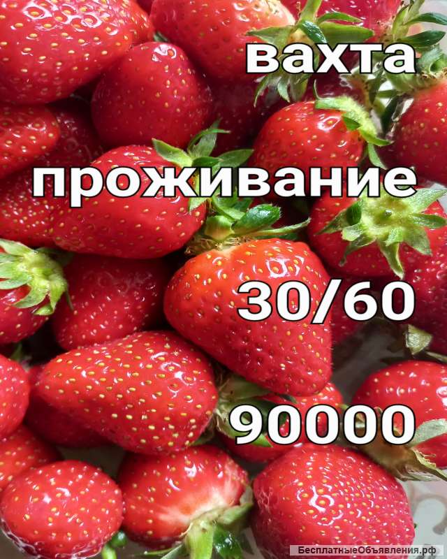 Вахта, Упаковщик, 30/60,90000 РУБЛЕЙ, Проживание, Москва