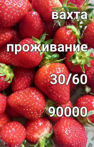 Вахта, Упаковщик, 30/60,90000 РУБЛЕЙ, Проживание, Москва
