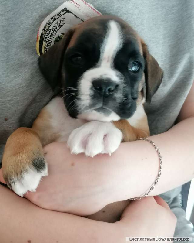 Щенки немецкого боксера