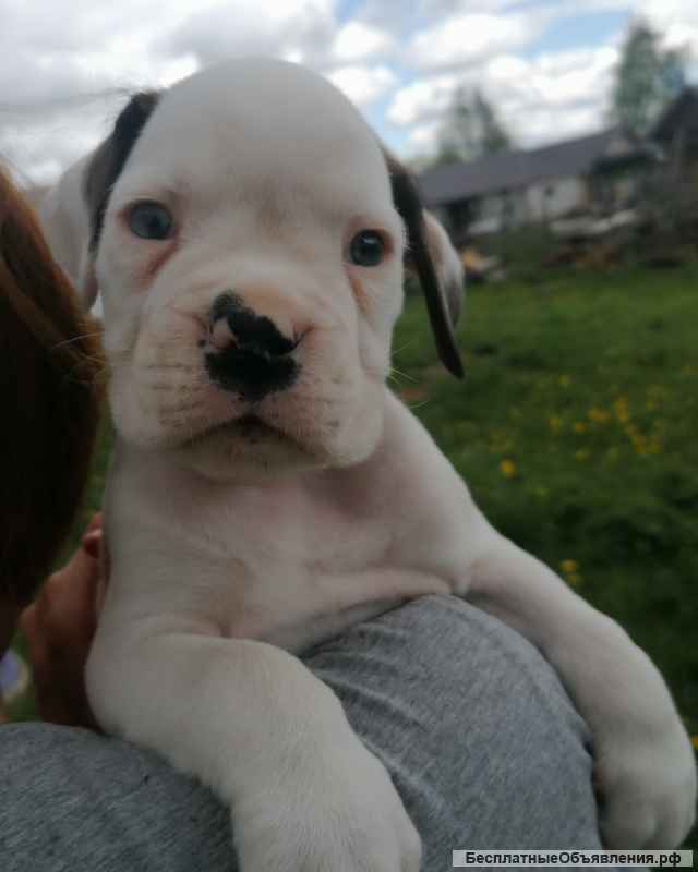 Щенки немецкого боксера