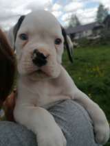 Щенки немецкого боксера