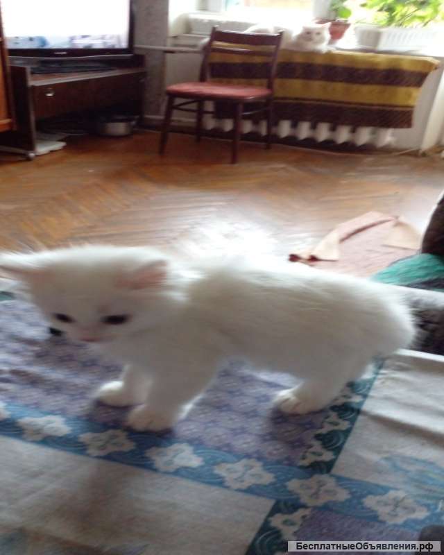 Есть три котенка, ангоры, месяц с небольшим