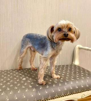 Замечательный маленький пёсик Ульфик в добрые руки