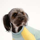 Активный, веселый пёс Чувис в добрые руки