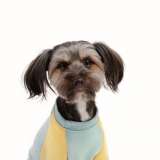 Активный, веселый пёс Чувис в добрые руки