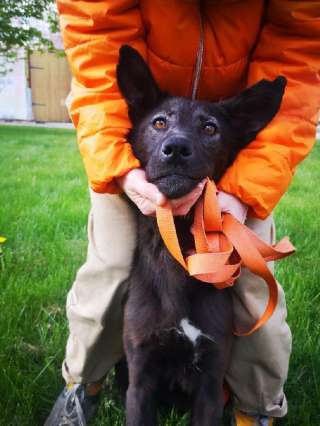 Игривая девочка-щенок Джесси в добрые руки