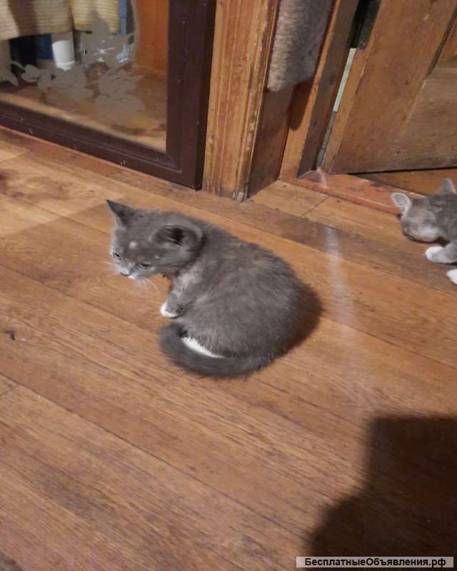 Котят. Самовывоз.
