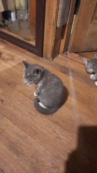 Котят. Самовывоз.