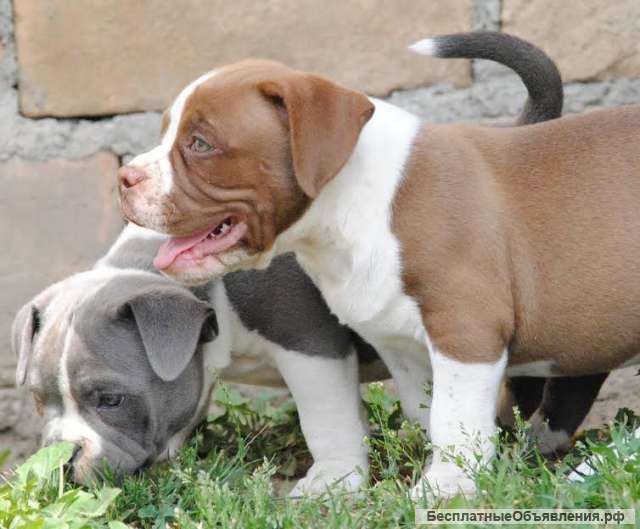 Американский хулиган карманный микро