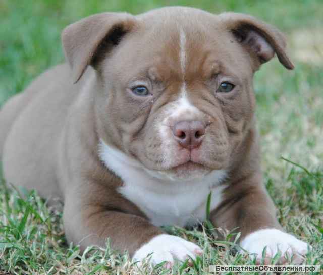 Американский хулиган карманный микро