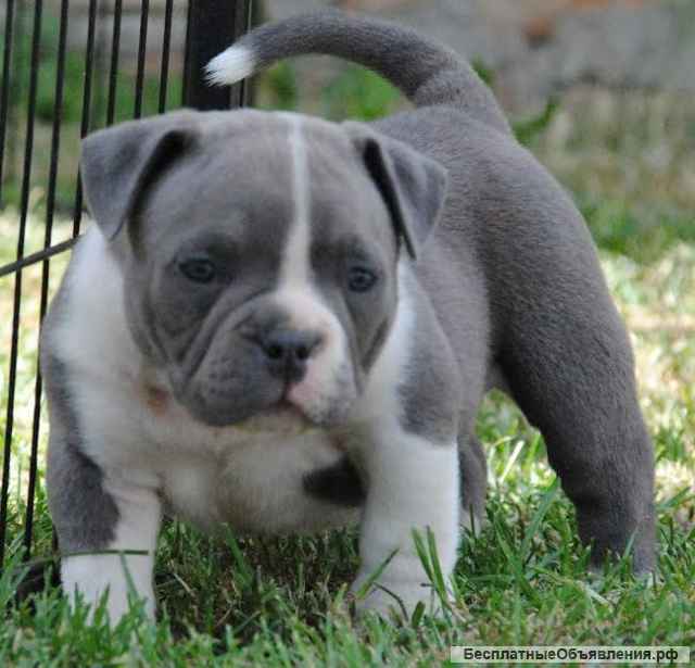 Американский хулиган карманный микро