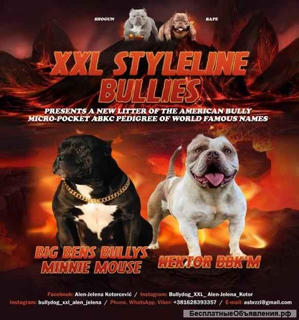 Американский хулиган карманный микро