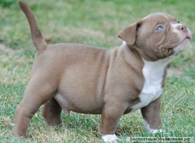 Американский хулиган карманный микро