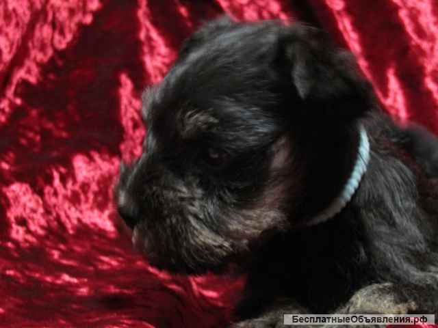 Цвергшнауцер черный с серебром, РКФ-FCI