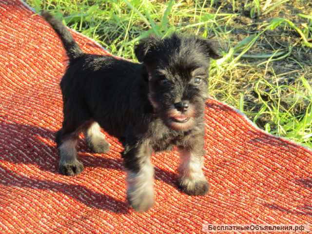 Цвергшнауцер черный с серебром, РКФ-FCI