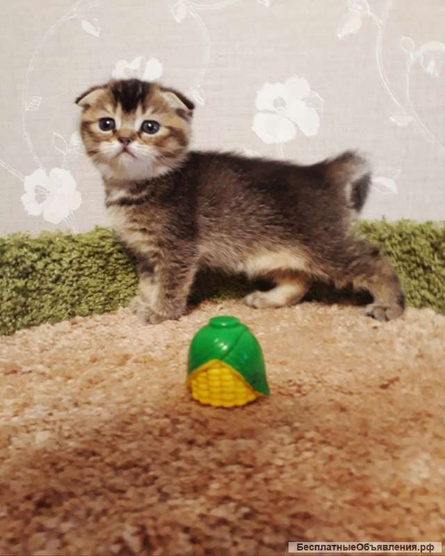 Шикарные девочки шоколадные тикированные на золоте