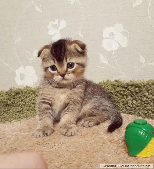 Шикарные девочки шоколадные тикированные на золоте