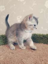 Изумительный котенок тикированный серебристая шиншилла