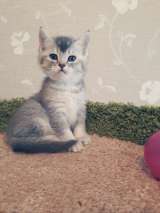 Изумительный котенок тикированный серебристая шиншилла