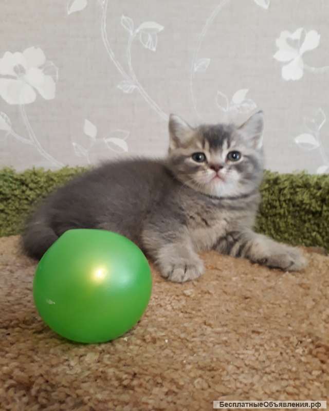 Шикарный красавец котенок Бубен