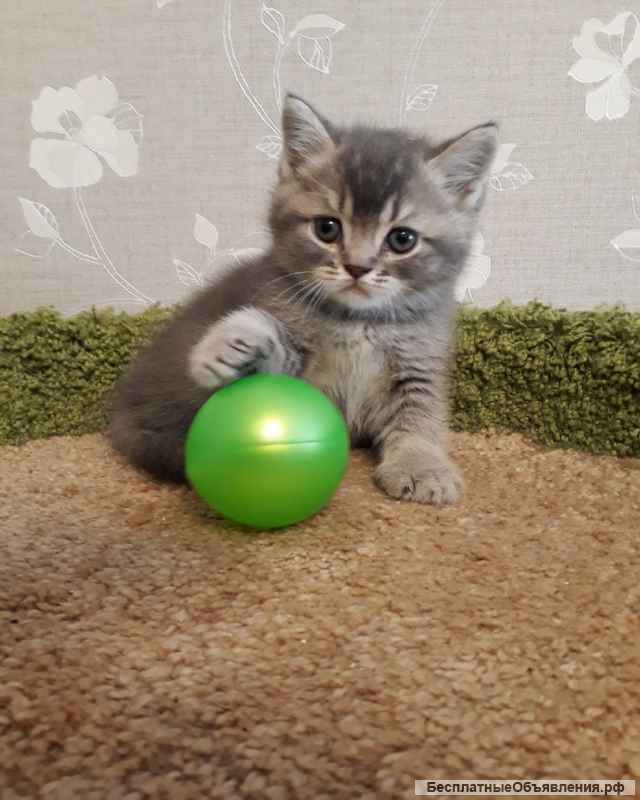 Шикарный красавец котенок Бубен