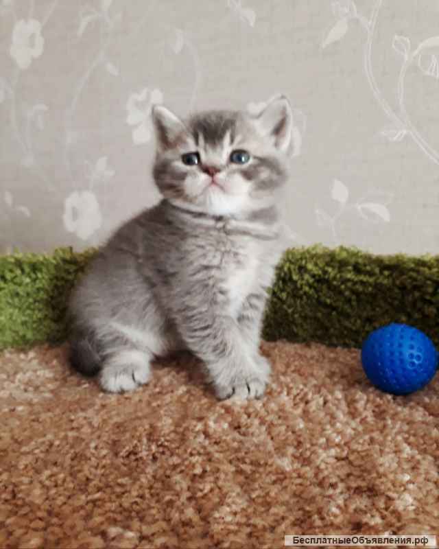 Шикарный красавец котенок Бубен