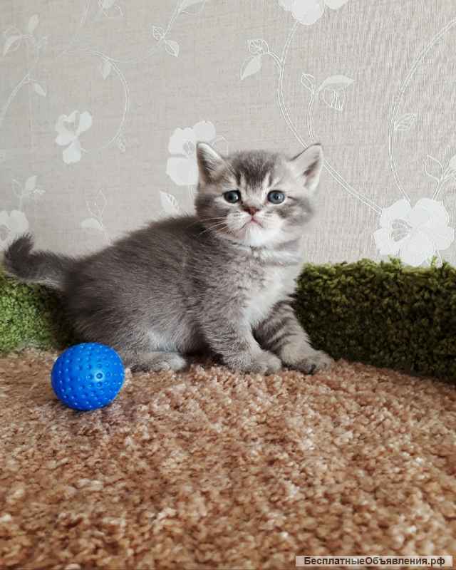 Шикарный красавец котенок Бубен