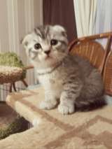 Серебристая вислоухая девочка Санта