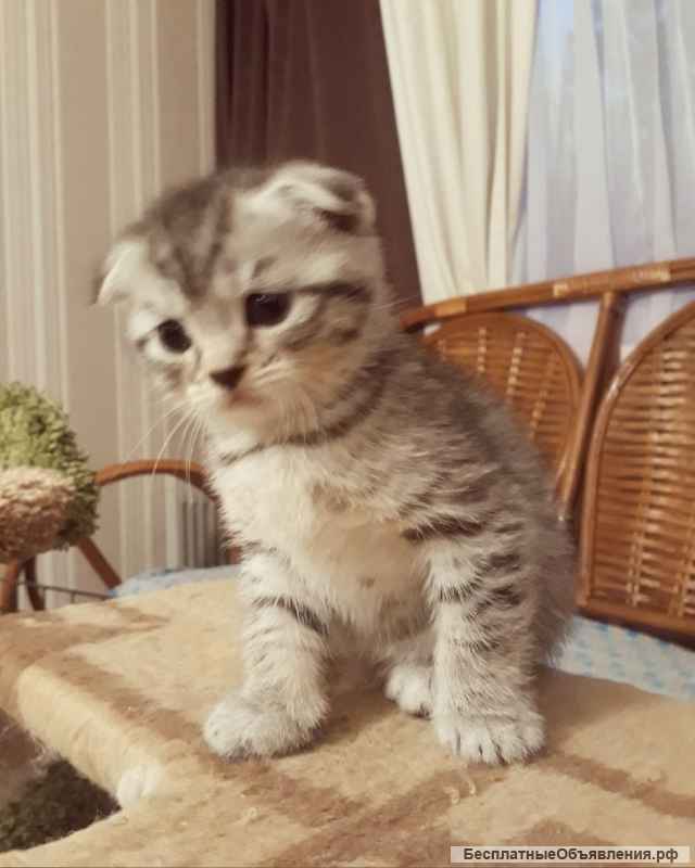 Серебристая вислоухая девочка Санта