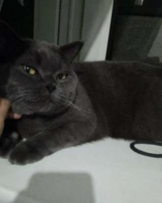 Домашняя гостиница для кошек