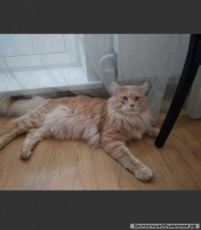 Домашняя гостиница для кошек