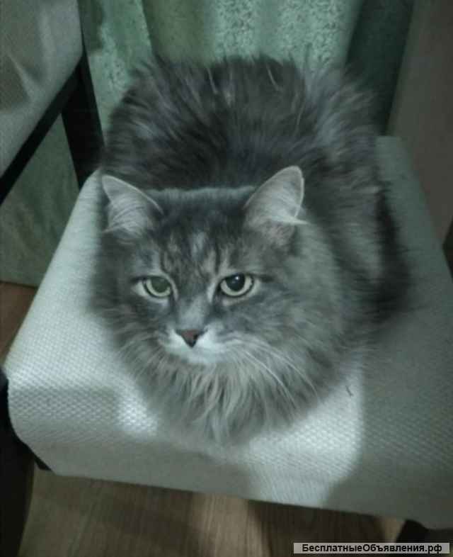 Домашняя гостиница для кошек