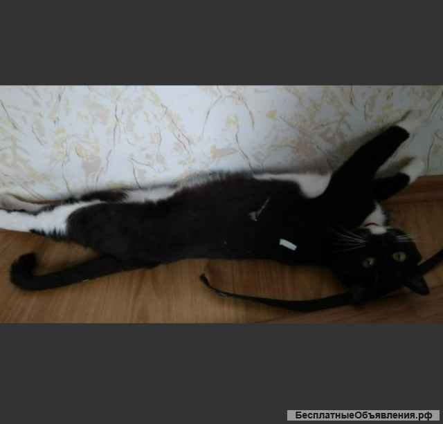 Домашняя гостиница для кошек