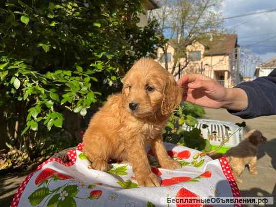 Сладкие щенки Кавапу