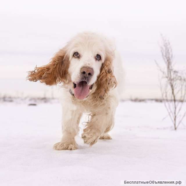 Спаниель Мартин ищет дом