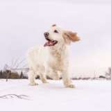 Спаниель Мартин ищет дом