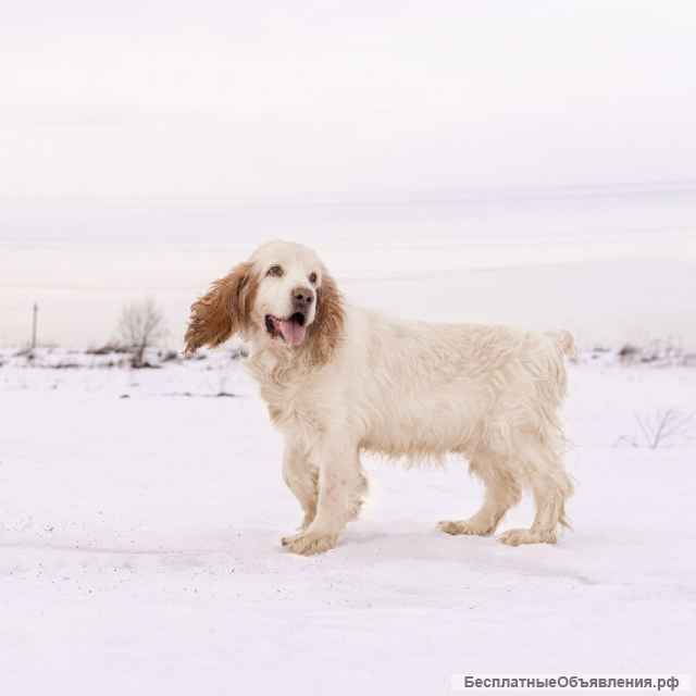 Спаниель Мартин ищет дом