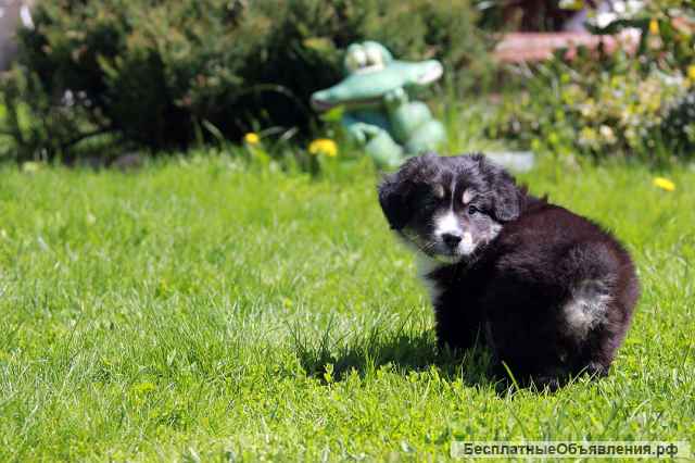 Австралийская овчарка. Мини аусси
