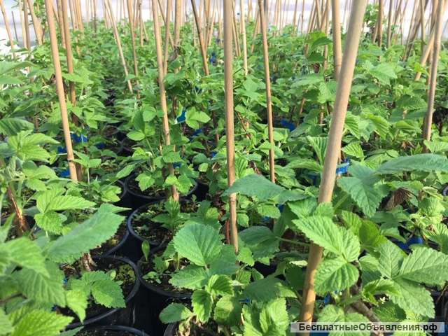 Питомник растений Владимира Овчинникова