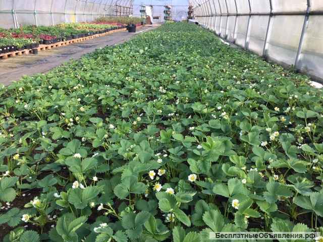 Питомник растений Владимира Овчинникова