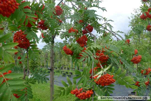 Питомник растений Владимира Овчинникова