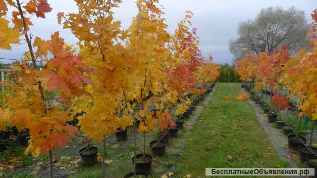 Питомник растений Владимира Овчинникова