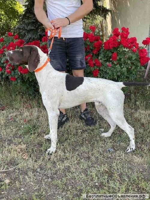 Немецкий короткошерстный пойнтер