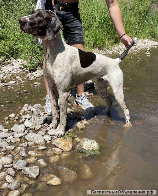 Немецкий короткошерстный пойнтер