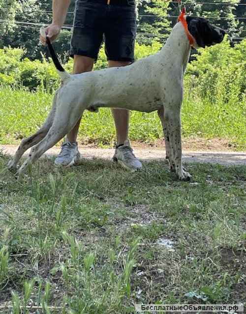 Немецкий короткошерстный пойнтер